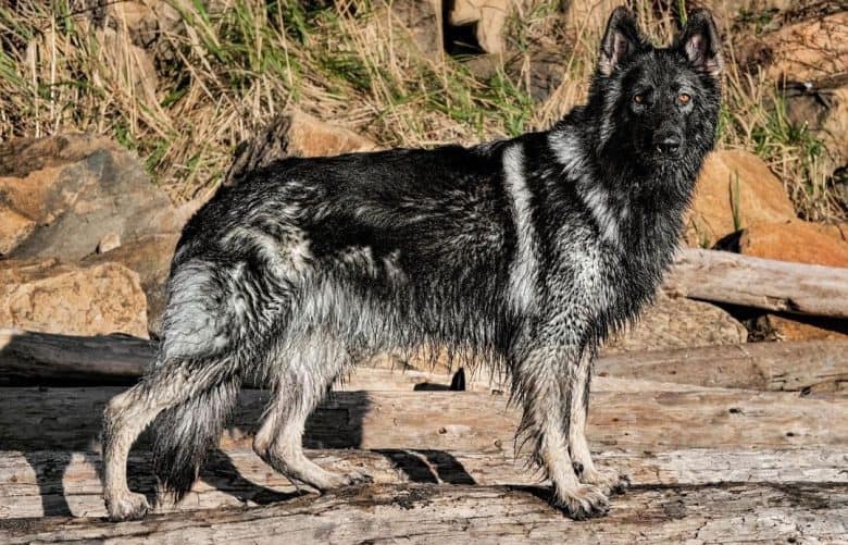 Alaskan Malamute German Shepherd mix dog standing on the logs