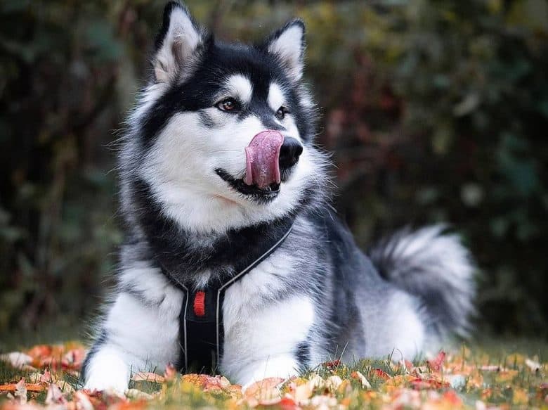 A fluffy Alaskan Malamute laying on the ground