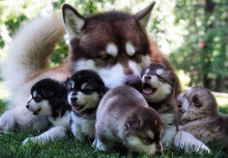 Alaskan Malamute mother with her puppies