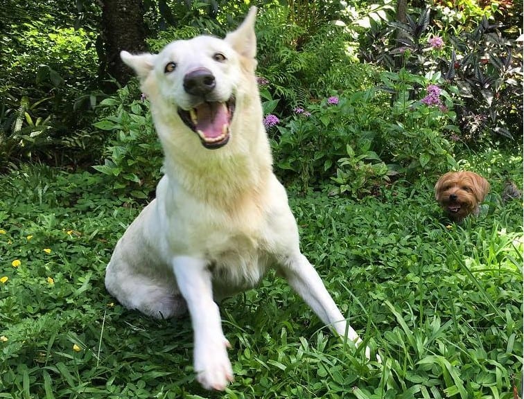 A happy albino German Shepherd on grass