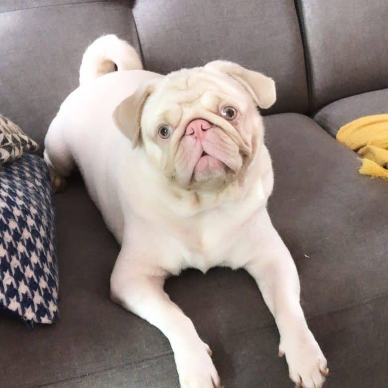 An albino pink Pug on couch