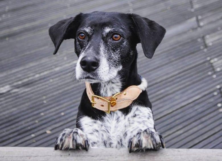 A peeking Pointermatian standing and wearing a pink collar