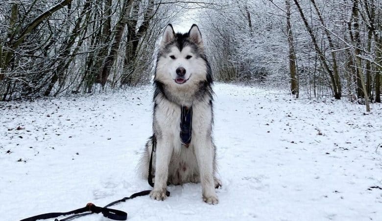 An Alusky having a snowy adventure in a forest