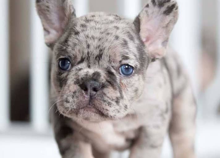 Amazing blue-eyed French Bulldog portrait