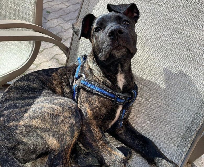 American Bulldog German Shepherd mix dog lying in an outdoor chair