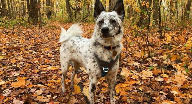 American Eskimo Blue Heeler mix dog exploring in the woods