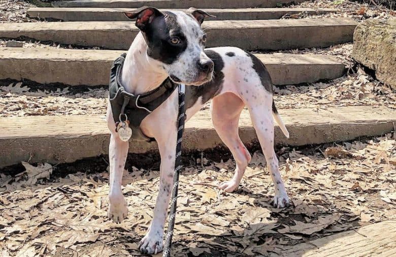 American Pitbull Terrier Blue Heeler mix dog exploring in the old park