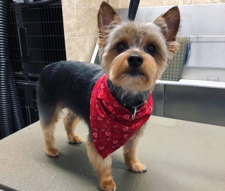 American Rat Terrier and Yorkie mix dog in a grooming salon