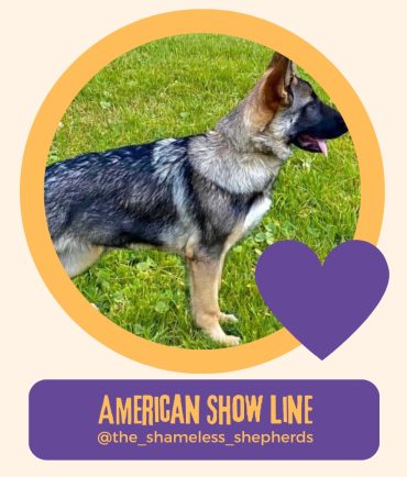 American Show Line GSD