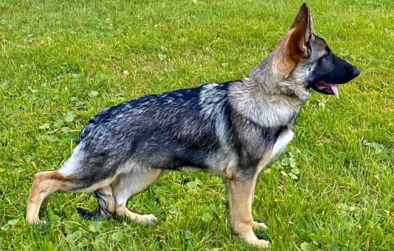 A standing American Show Line GSD