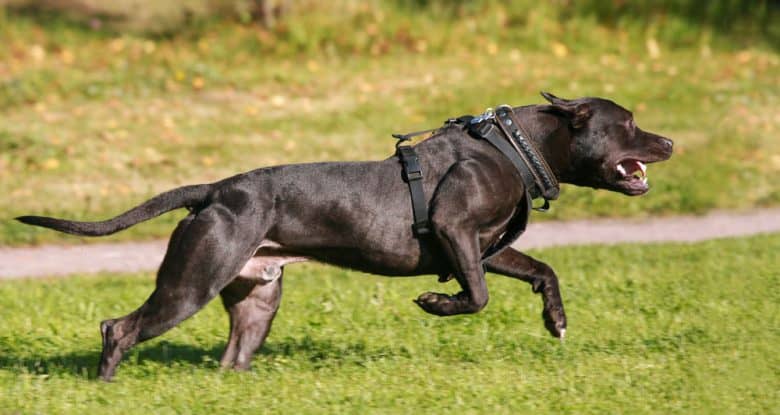 American Staffordshire Terrier dog running on green grass