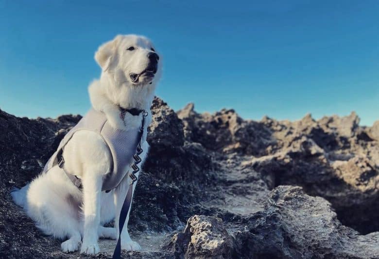 A majestic Anatolian Pyrenees standing on a mountain