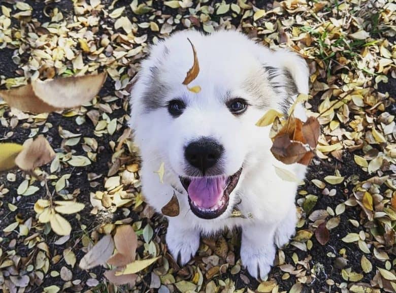 An adorable Anatolian Pyrenees puppy sitting and enjoying the fall leaves
