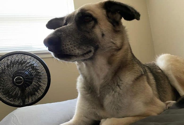 Anatolian Shepherd German Shepherd mix dog lying on the bed