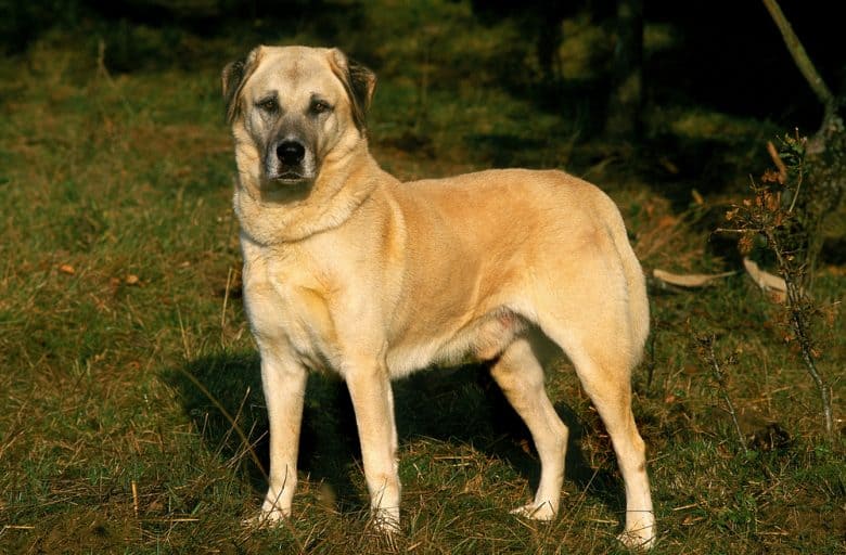 A seriously standing Anatolian Shepherd