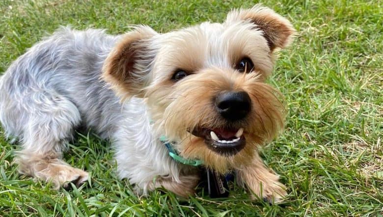 Angry young Yorkshire Terrier dog lying on the grass