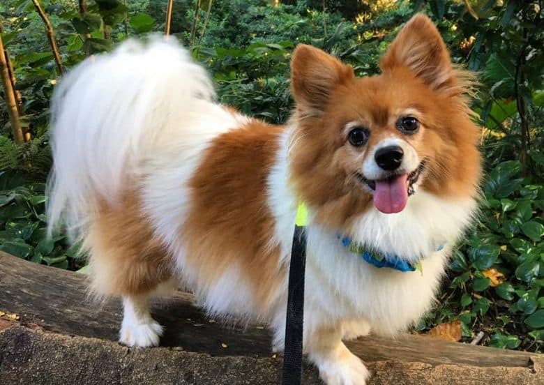 An active Pom Terrier on a hike