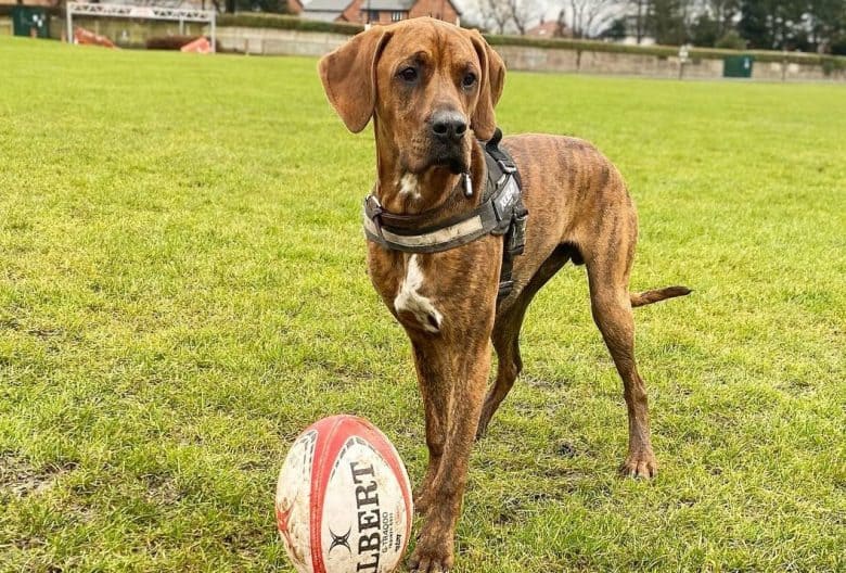 A Box Viz standing on a field with a rugby ball