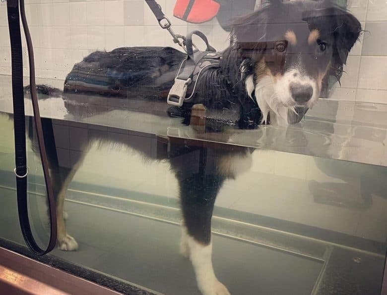 An Aussiedor inside a water tank having a hydrotherapy for hip dysplasia