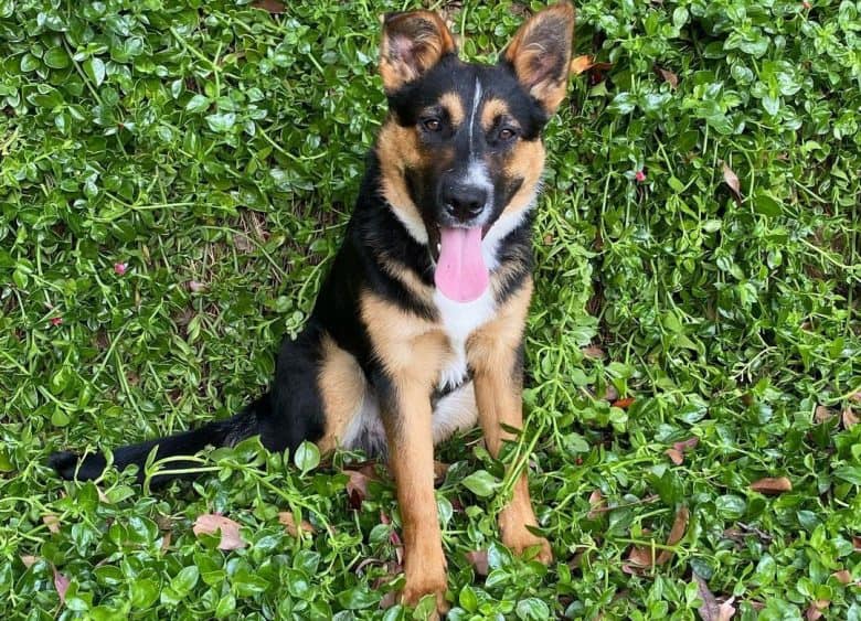 Australian Cattle Dog German Shepherd mix dog sitting outside