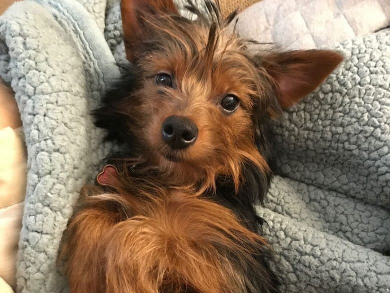 australian shepherd yorkie mix