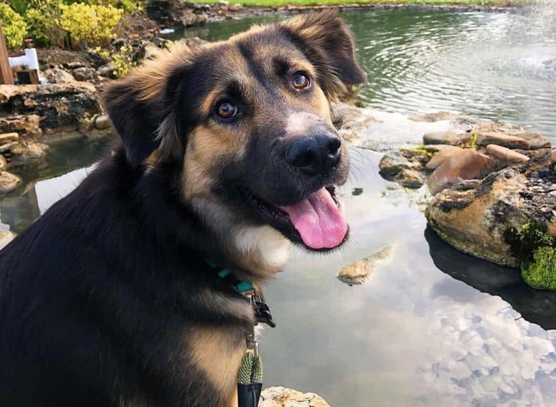 Australian Shepherd German Shepherd mix dog portrait