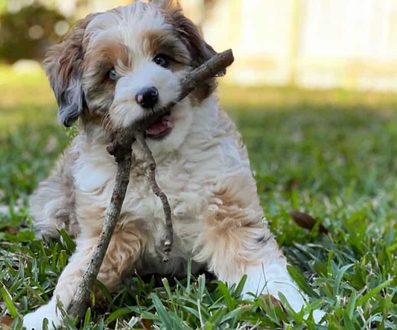 Australian Shepherd Poodle mix dog chewing a branch stick