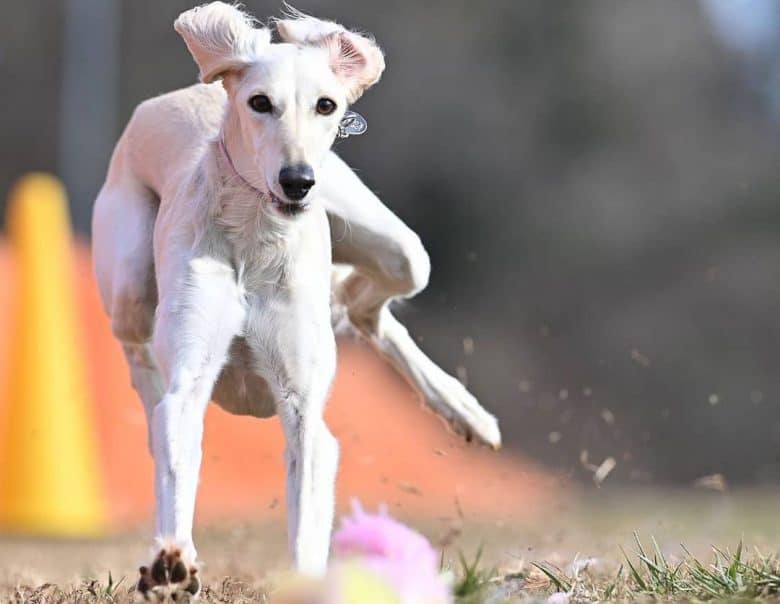 Awesome portrait of white Sighthound dog running in a lure coursing competition