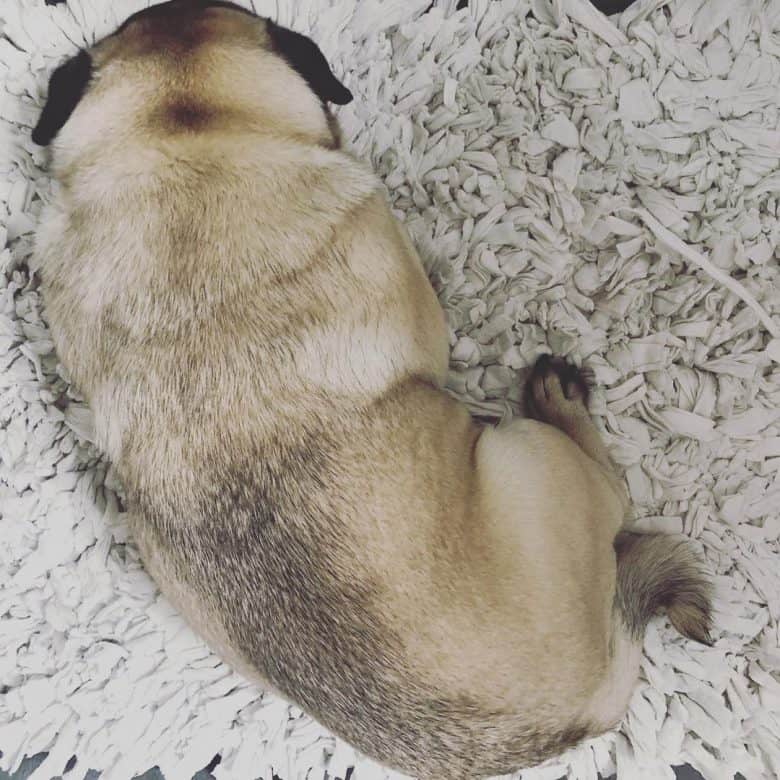 Ein Mops mit Daumenabdruck