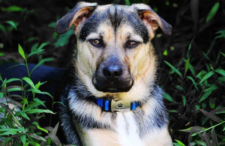 Badass portrait of German Shepherd Jack Russell mix dog