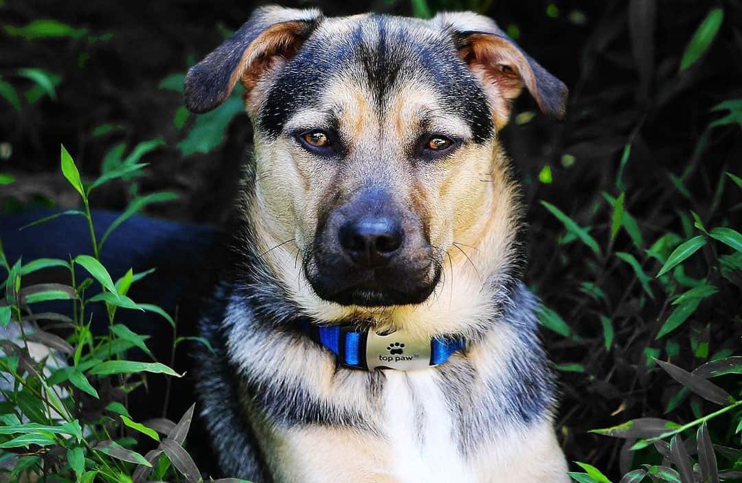 Get ready to meet 40+ of the best Jack Russell Terrier mixes! K9 