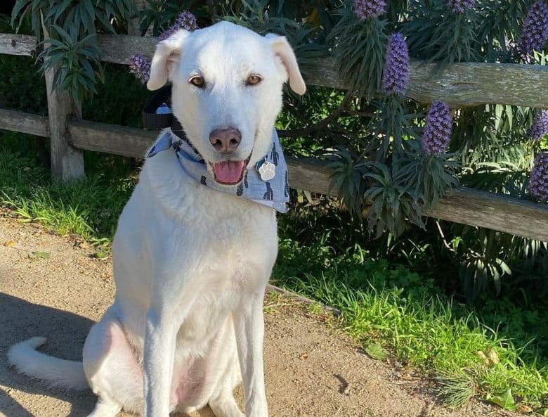 A Anatolian Pyrenees sitting and wearing a bandana