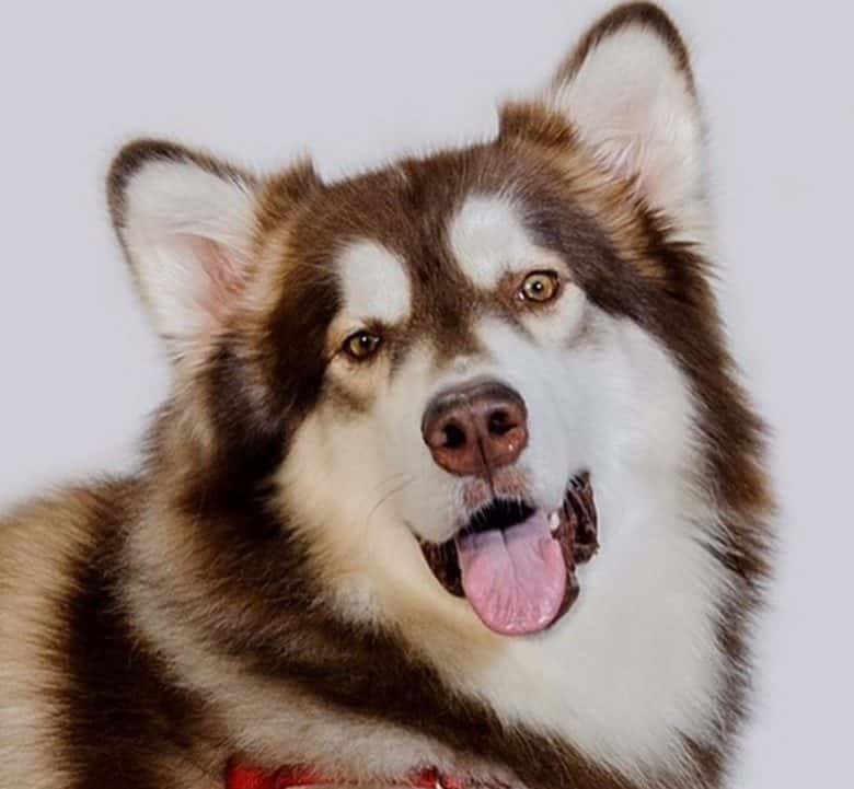 Bar marked Alaskan Malamute dog portrait