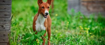 a Basenji dog standing magnificently on the grass