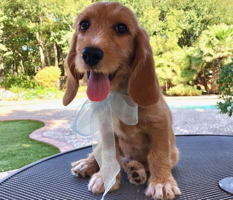 Basset Hound Poodle mix dog sitting at the top of the outdoor table