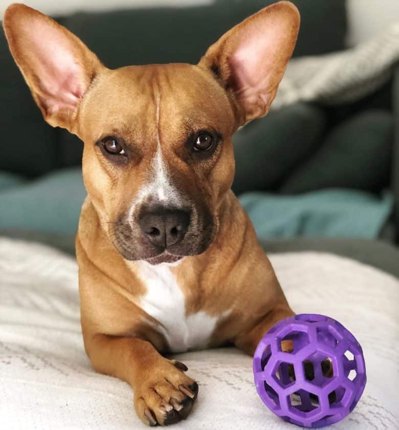 A Coxer with big ears with a purple toy laying on a bed