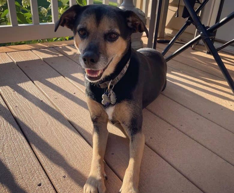 Beagador chillin on the deck