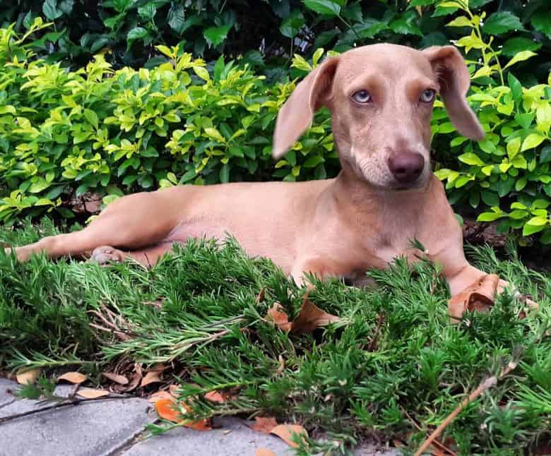 A Beagle Weimaraner mix laying on leaves and branches
