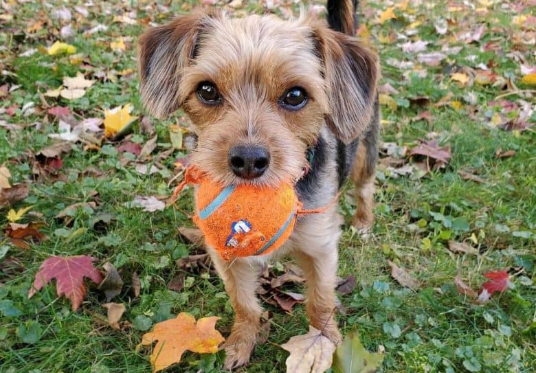 Beagle and Yorkie mix dog chewing tennis ball