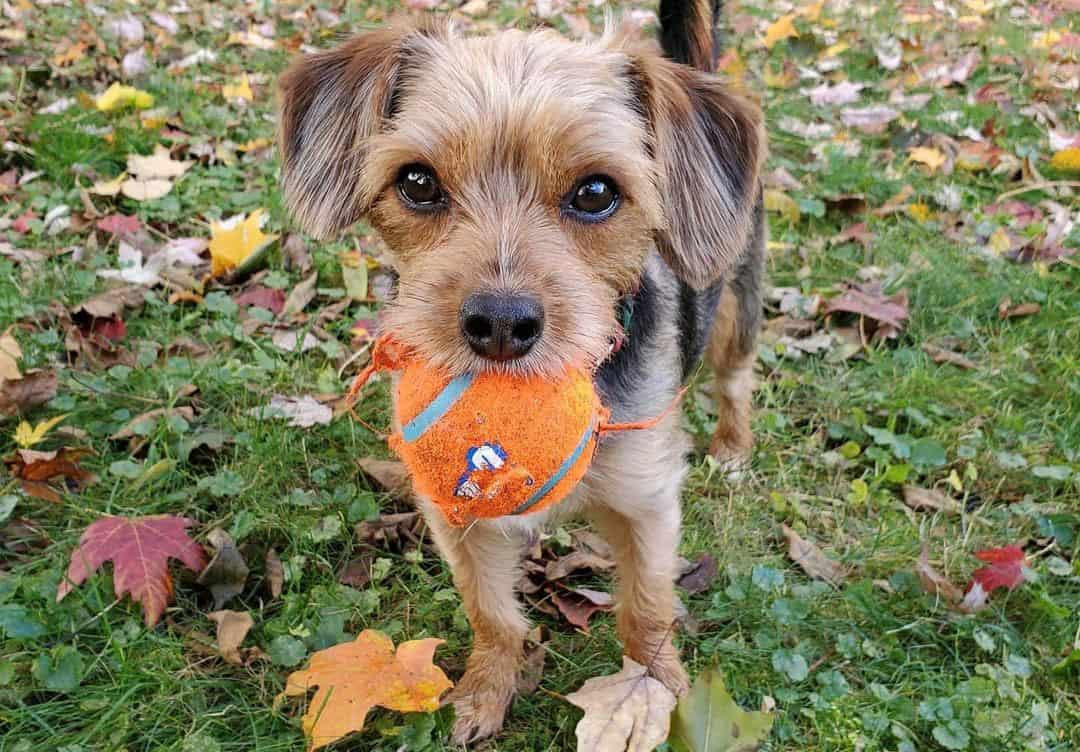Yorkie Mixes 40 Different Yorkshire Terrier Crossbreeds K9 Web