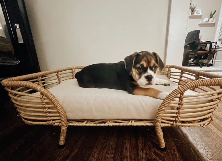 Beagle Bulldog mix dog lying on his bed