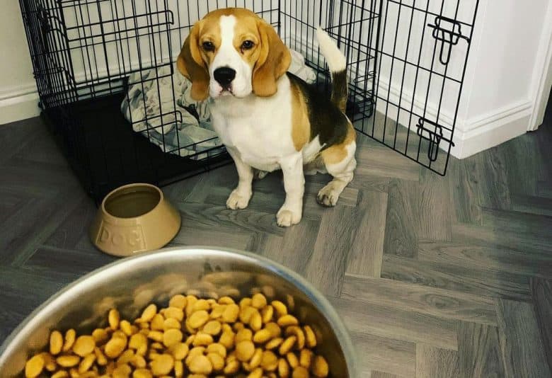 A Beagle dog comes out from crate to eat his meal