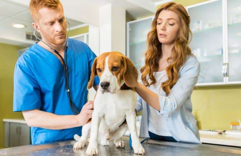Beagle dog having a checkup on a veterinary clinic