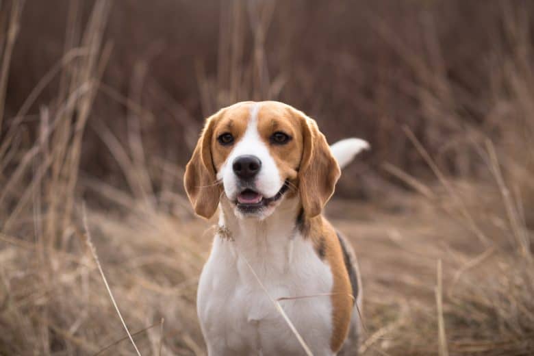 A smiling Beagle in the middle of dried tall grass