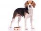Find Out What is The Best Dog Food For Beagles