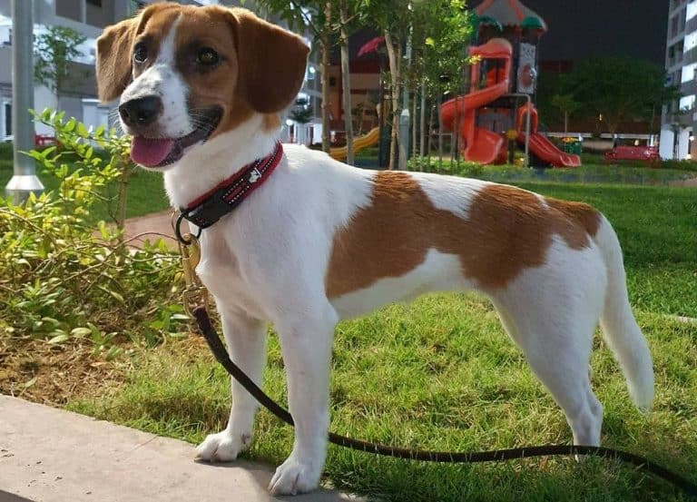 Jackabee All you need to know about the Jack Russel Beagle mix K9 