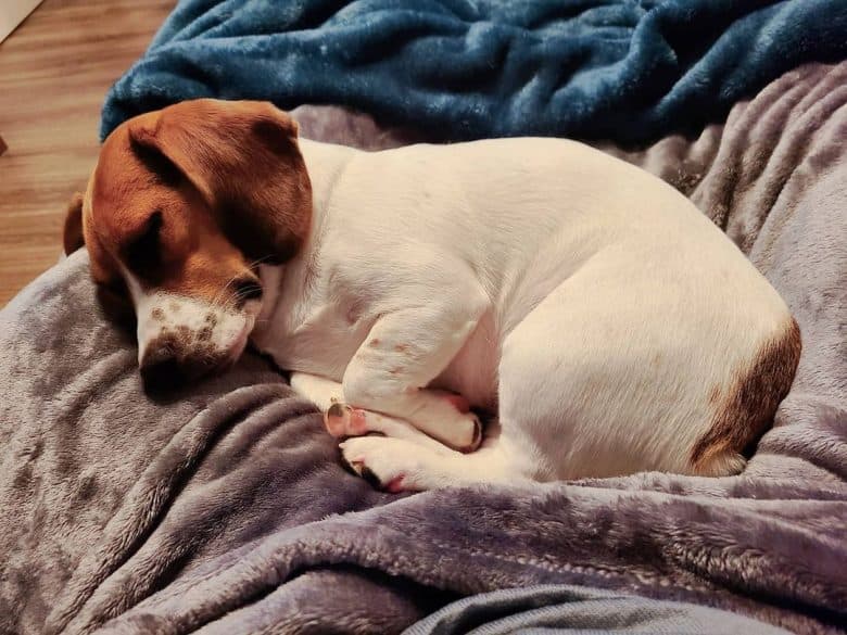 A Beagle Jack Terrier mix snuggling and sleeping