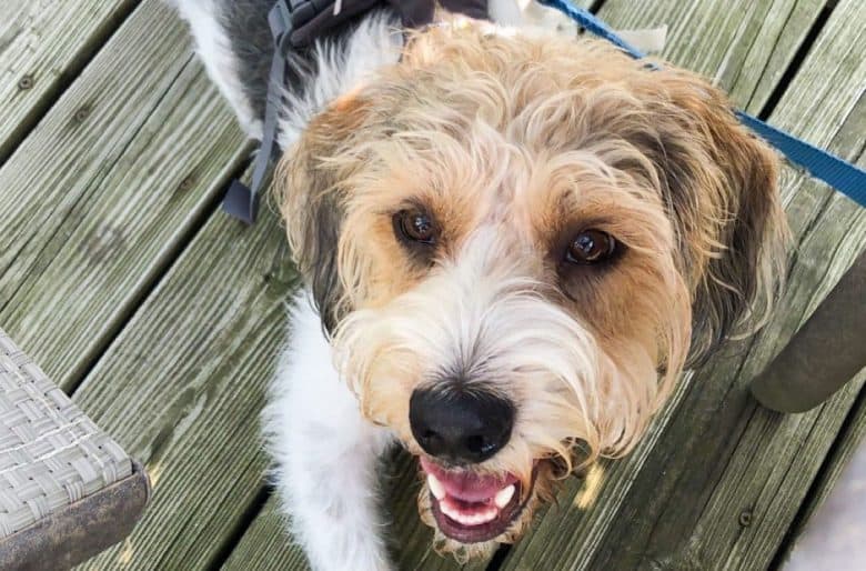 Beagle Poodle mix dog portrait