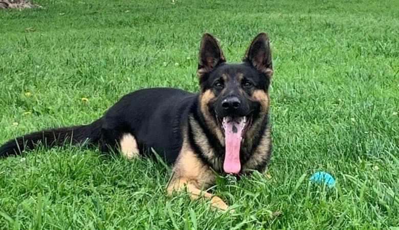 A smiling German Shepherd playing ball on a grass field