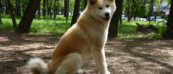 Beautiful Akita Inu dog posing in public park